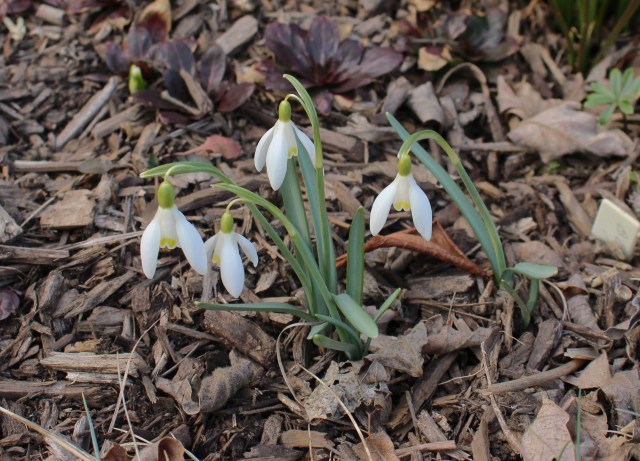 galanthus blonde inge