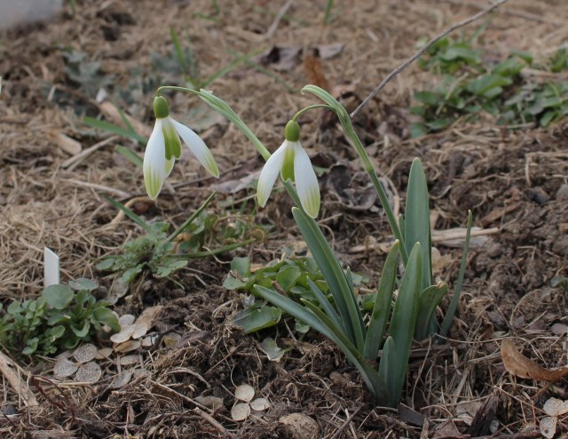 galanthus kildare
