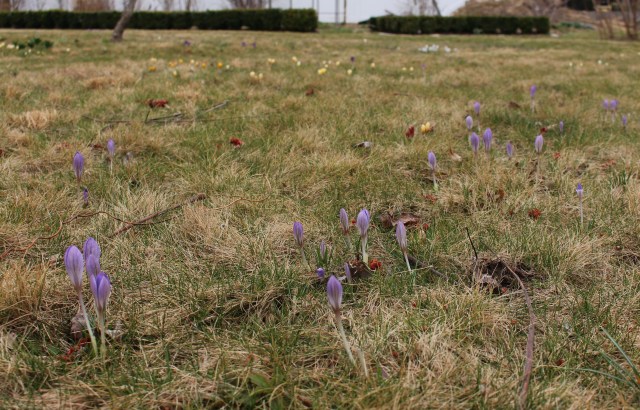 natuaralized crocus