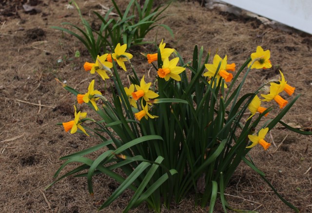 daffodil narcissus jetstar 