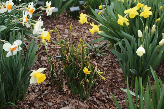 freeze damage on daffodil