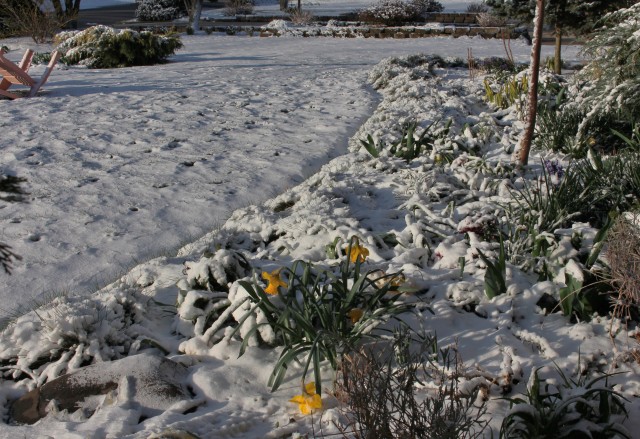 daffodil frozen in snow