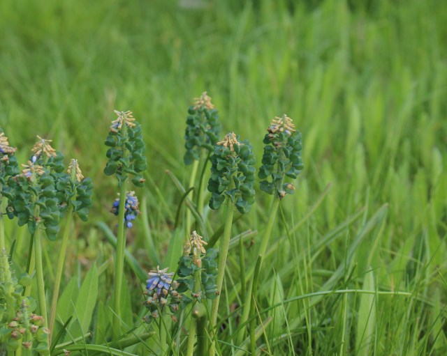 muscari seed pods