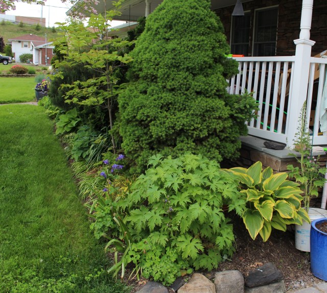 delphinium foundation planting