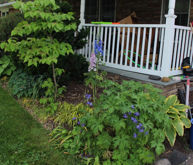 delphinium foundation planting