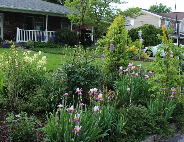 historic bearded iris