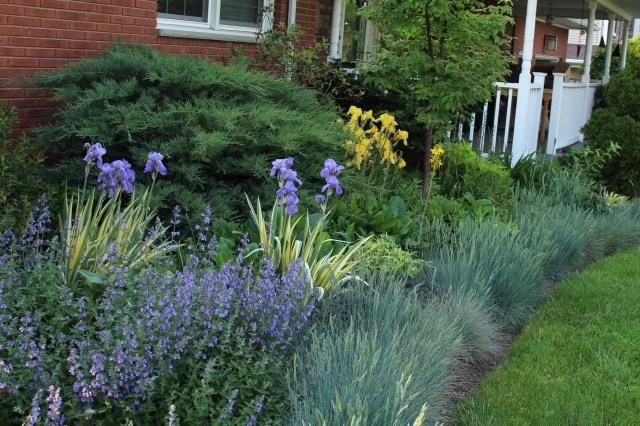 blue foundation planting