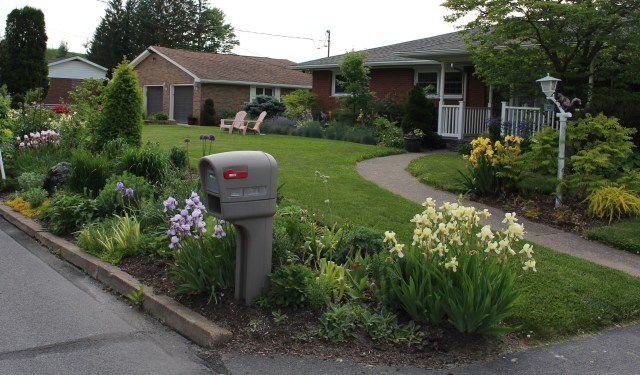 historic bearded iris