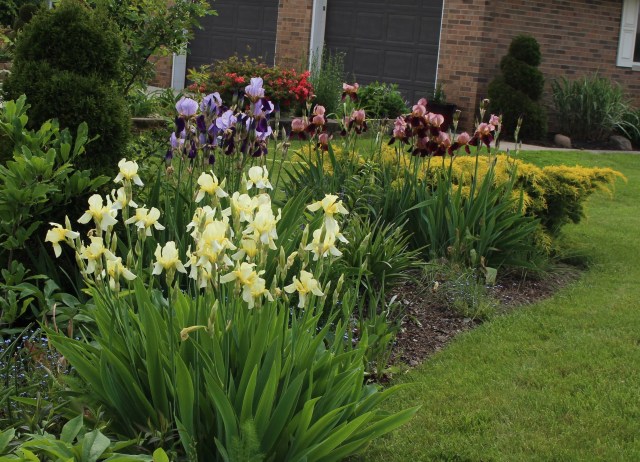 historic bearded iris
