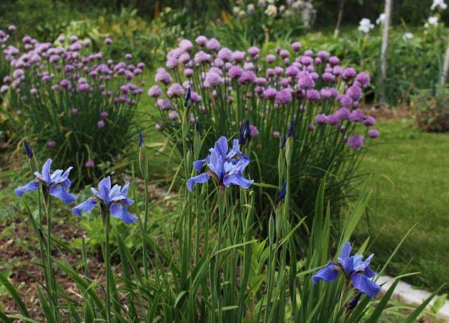 Siberian iris super ego