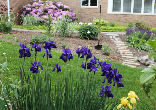 purple siberian iris