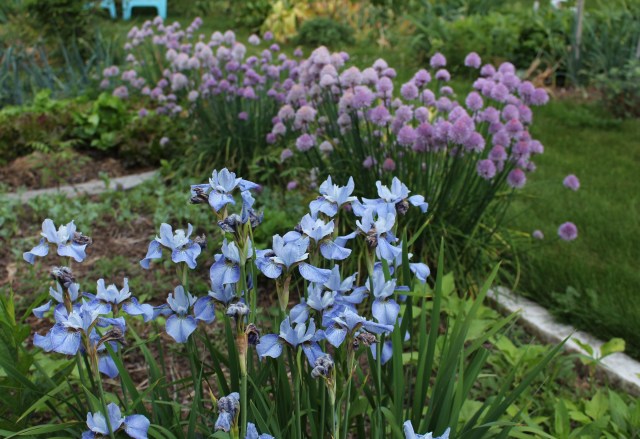 Siberian iris super ego