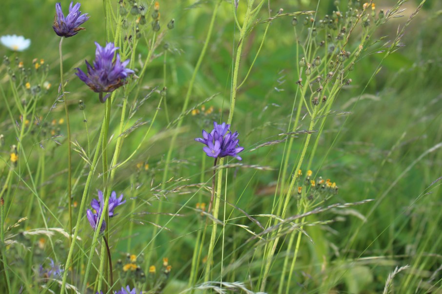 dichelostemma congestum