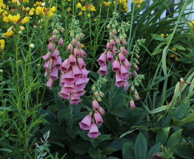 digitalis mertonensis