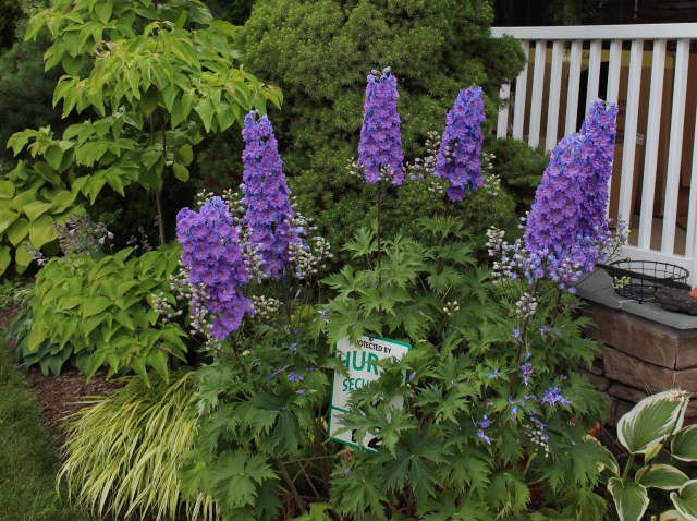 purple delphinium