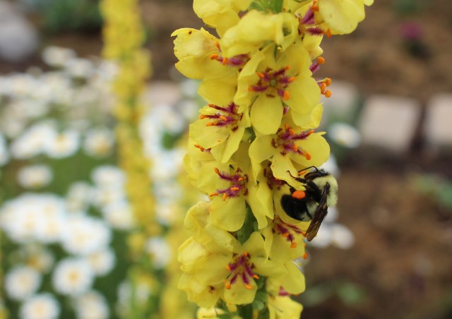 verbascum nigrum