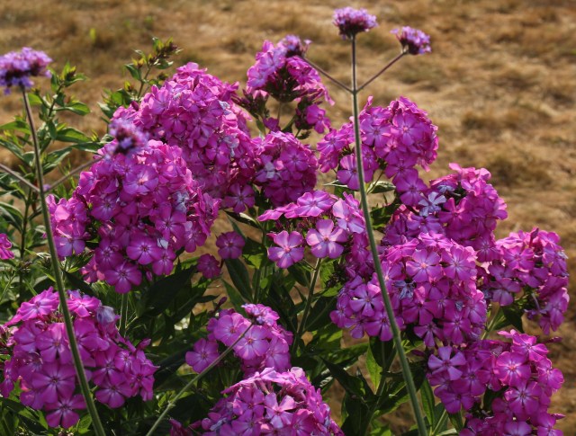 phlox cabot pink