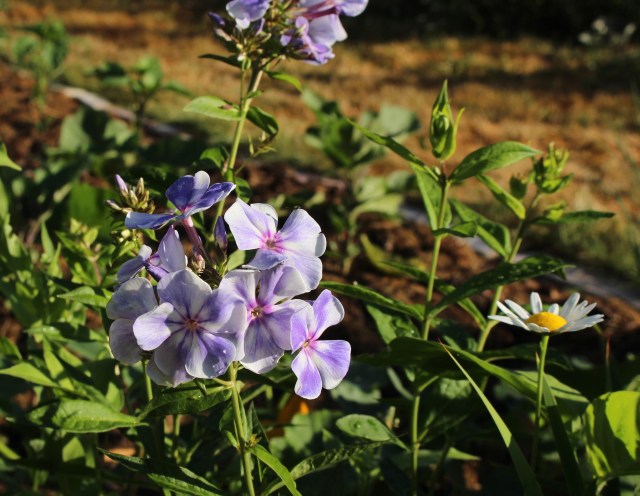 phlox blue spot