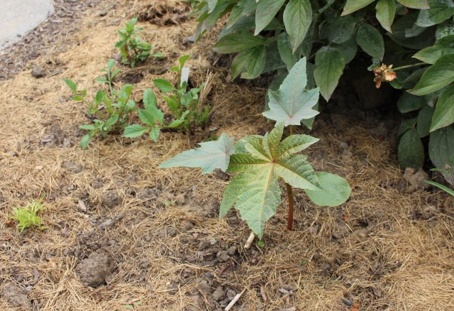 castor bean seedling