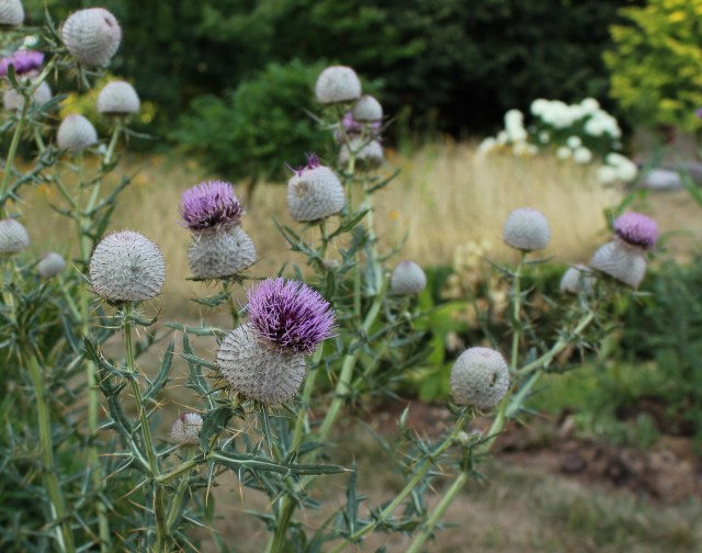 Cirsium eriophorum, wooly thistle