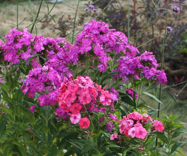 phlox brigadier cabots pink