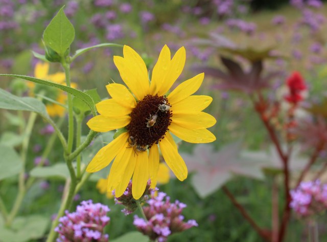 sunflower and long horned bee