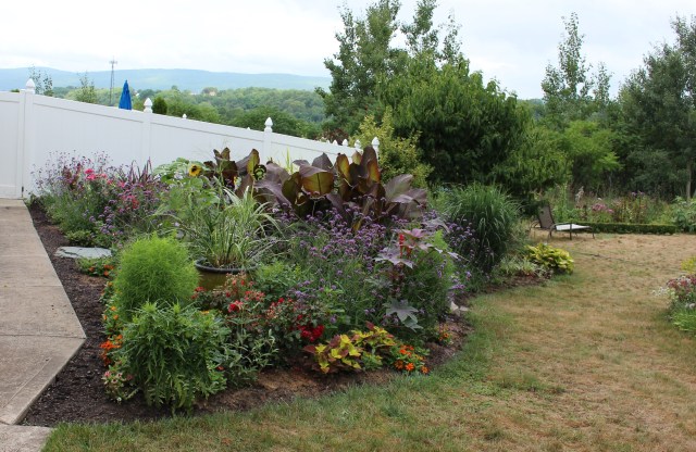 cannas and verbena bonariensis