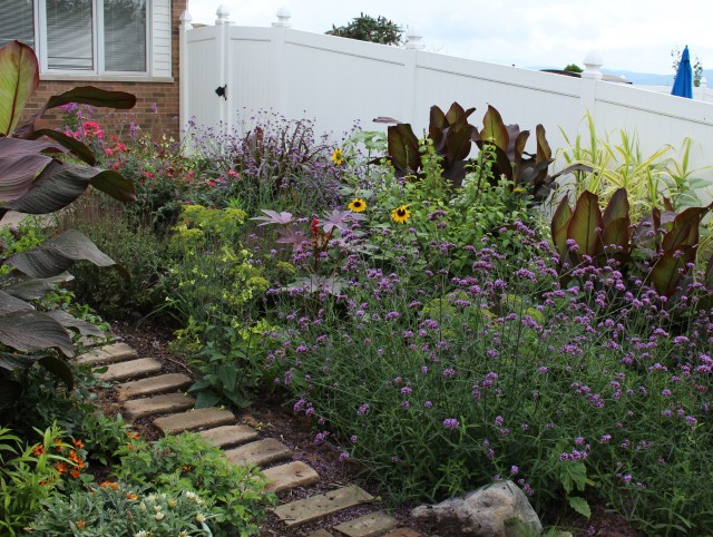 cannas and verbena bonariensis