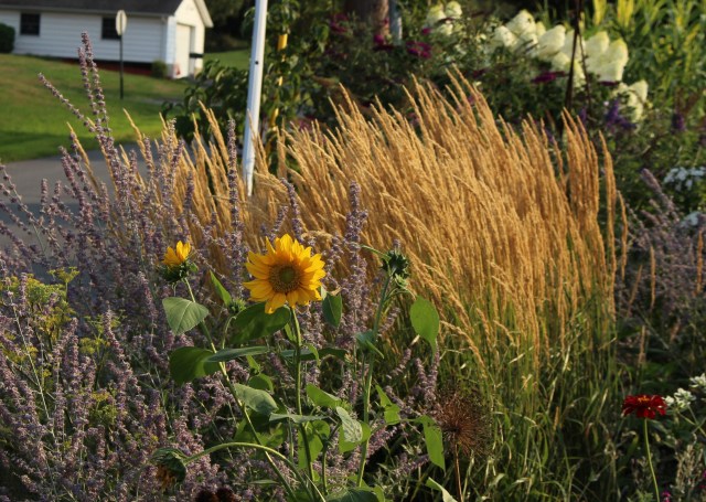 sunflowers and feather reed grass