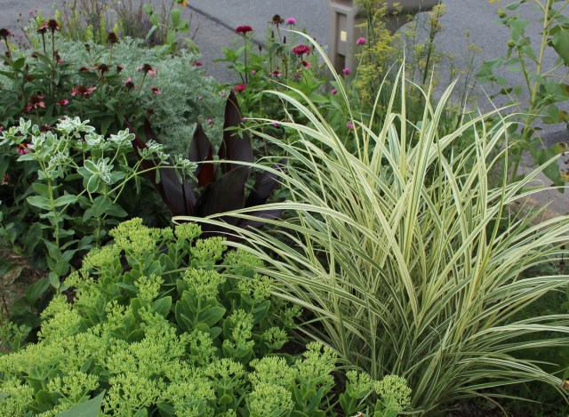 sedum brilliant and dixieland miscanthus