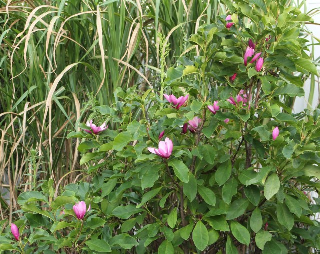 magnolia rebloom ann