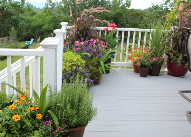 deck container plantings