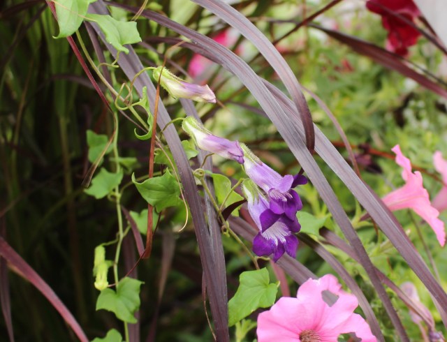 snapdragon vine Asarina Scandens
