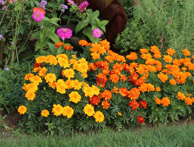 marigolds tagetes