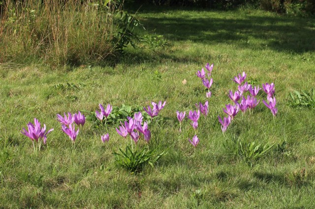 colchicum lilac wonder
