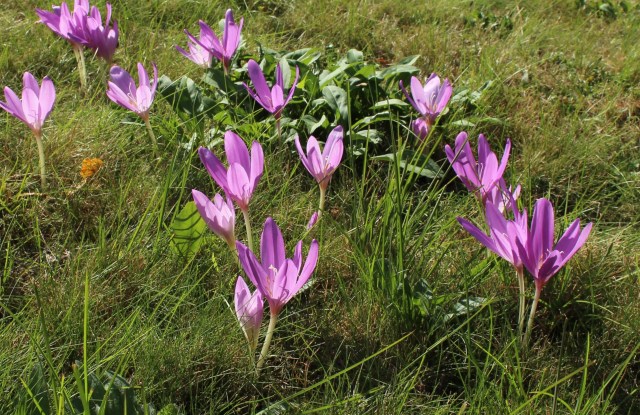 colchicum lilac wonder