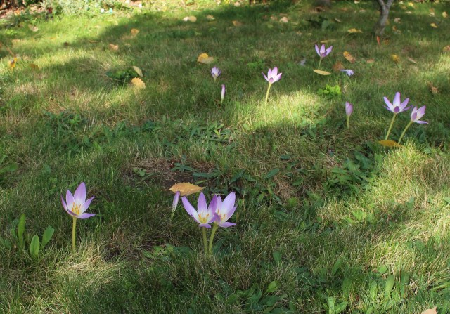 colchicum in meadow grass
