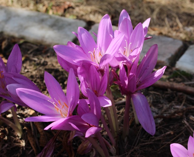 colchicum nancy lindsay