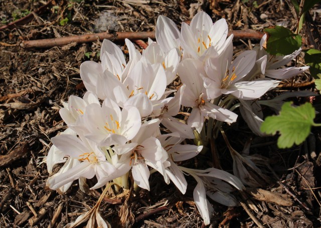 colchicum innocence