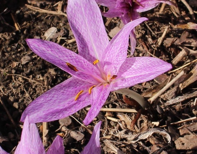 colchicum x aggripinum