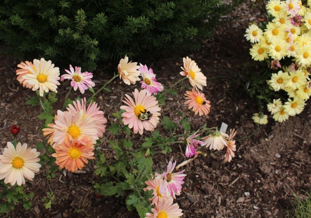 chrysanthemum seedling
