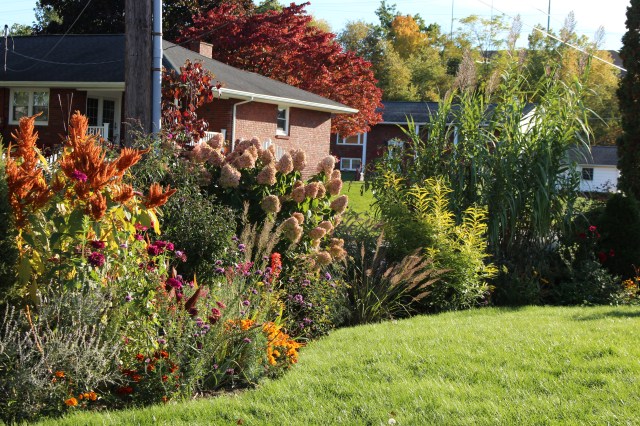 limelight hydrangea in autumn