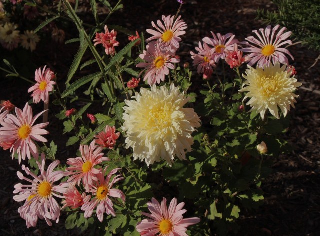chrysanthemum mellow moon