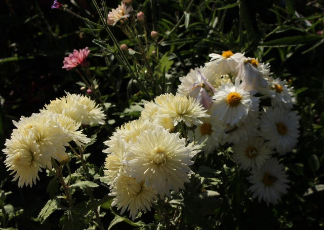 chrysanthemum Bristol white
