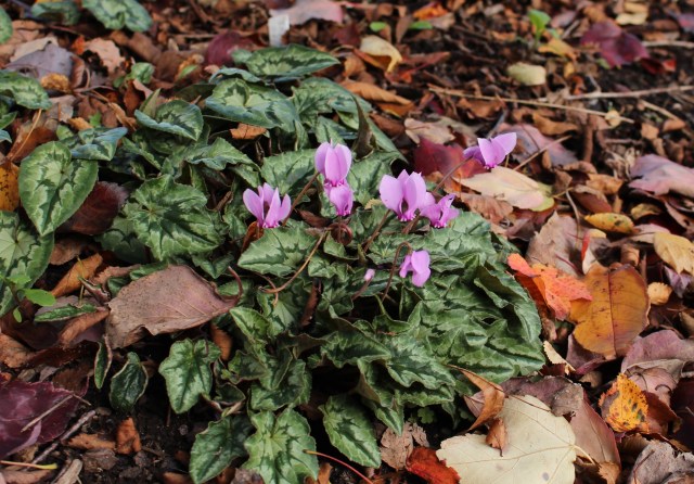 cyclamen hederifolium