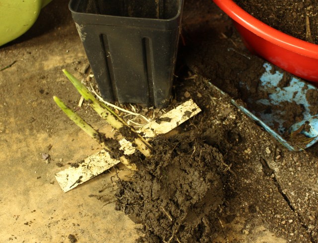 in the green galanthus