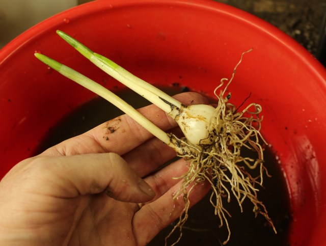 planting snowdrops in containers