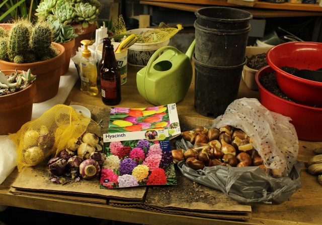 too late to plant bulbs