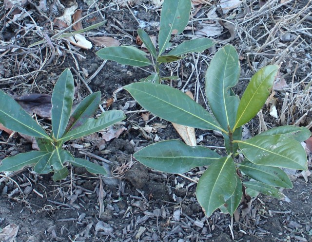 magnolia grandiflora seedlings