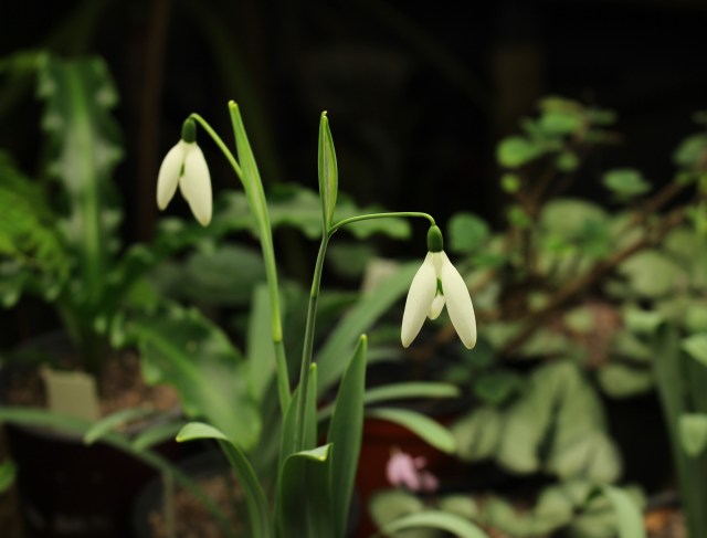 galanthus 'fly fishing'
